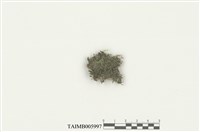 藏品(擬圓葉蘚)的圖片